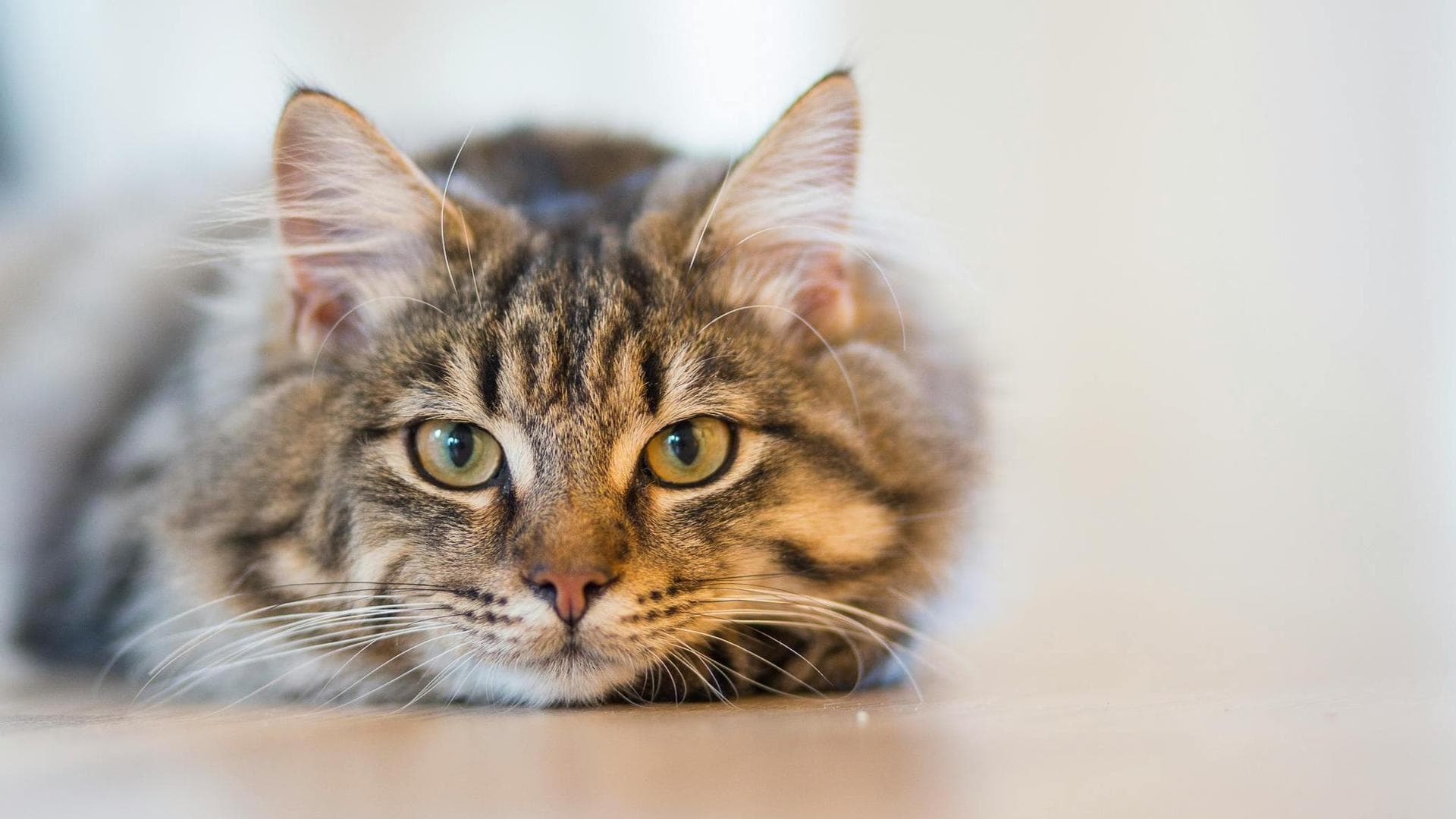 Dog & Cat Vets in Loveland